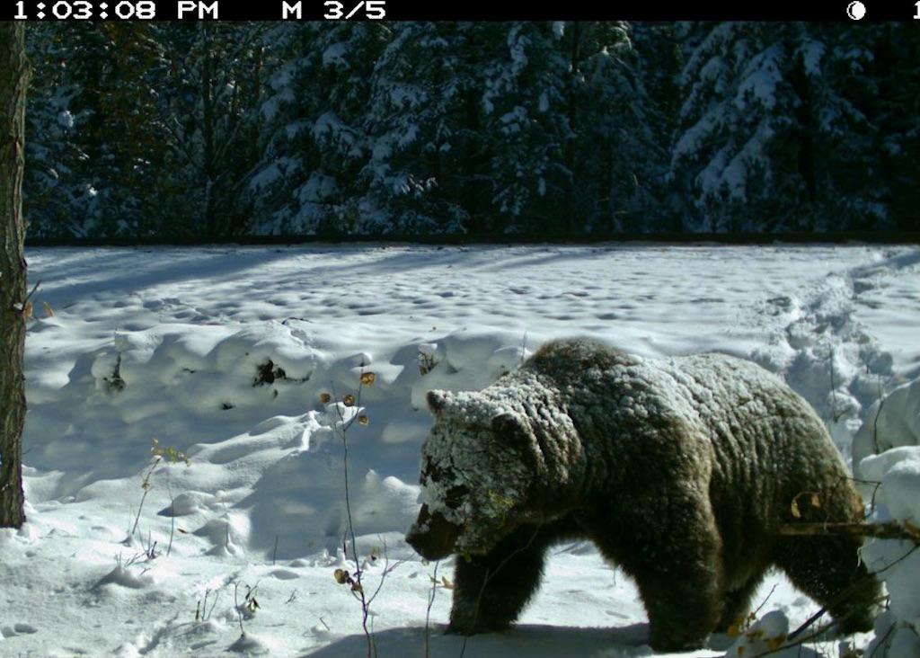 A grizzly takes an egress route off the railway track.