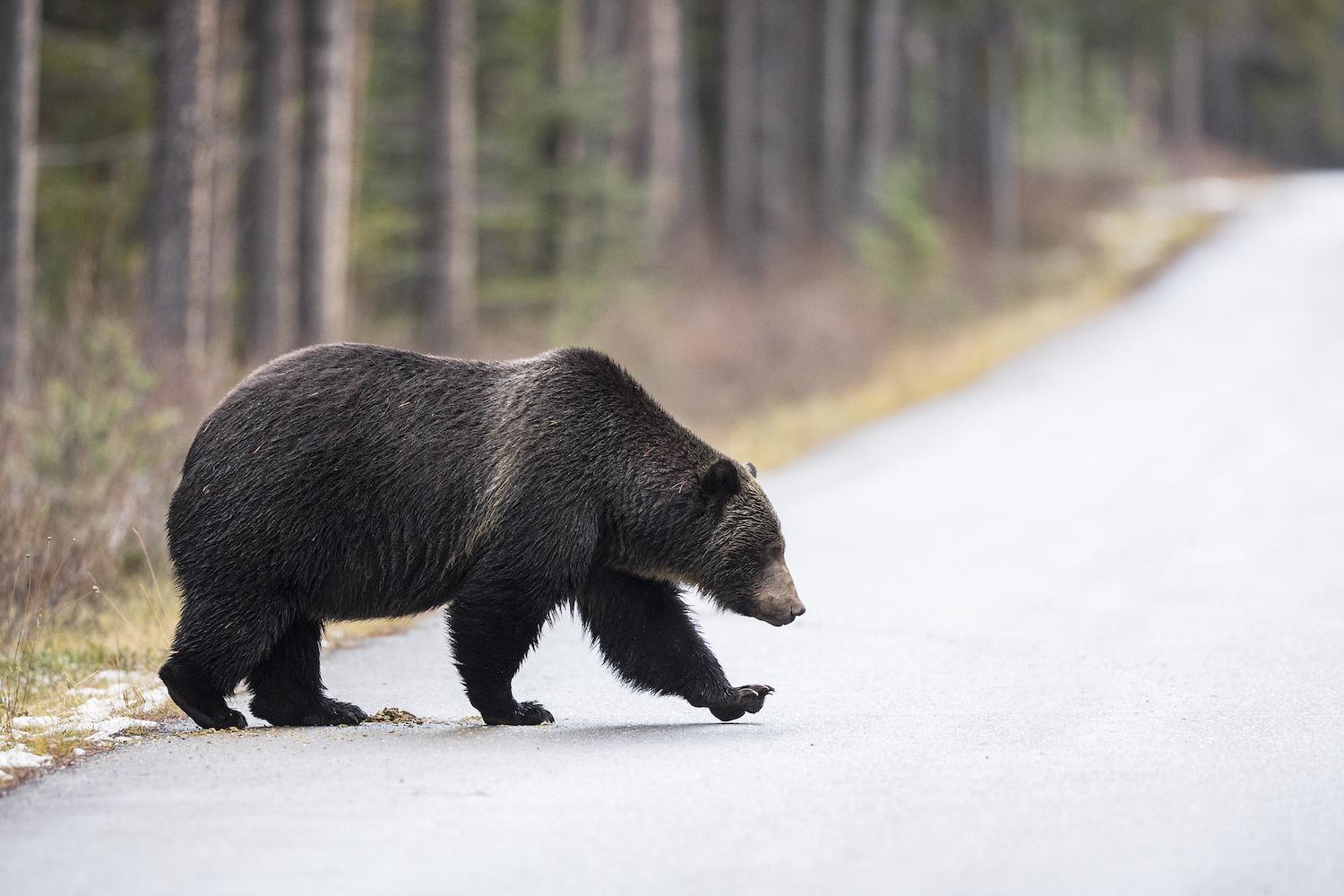 A grizzly bear crosses the road in Banff National Park.