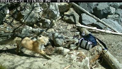The Lake Minnewanka fox caught outside the den by a remote camera.