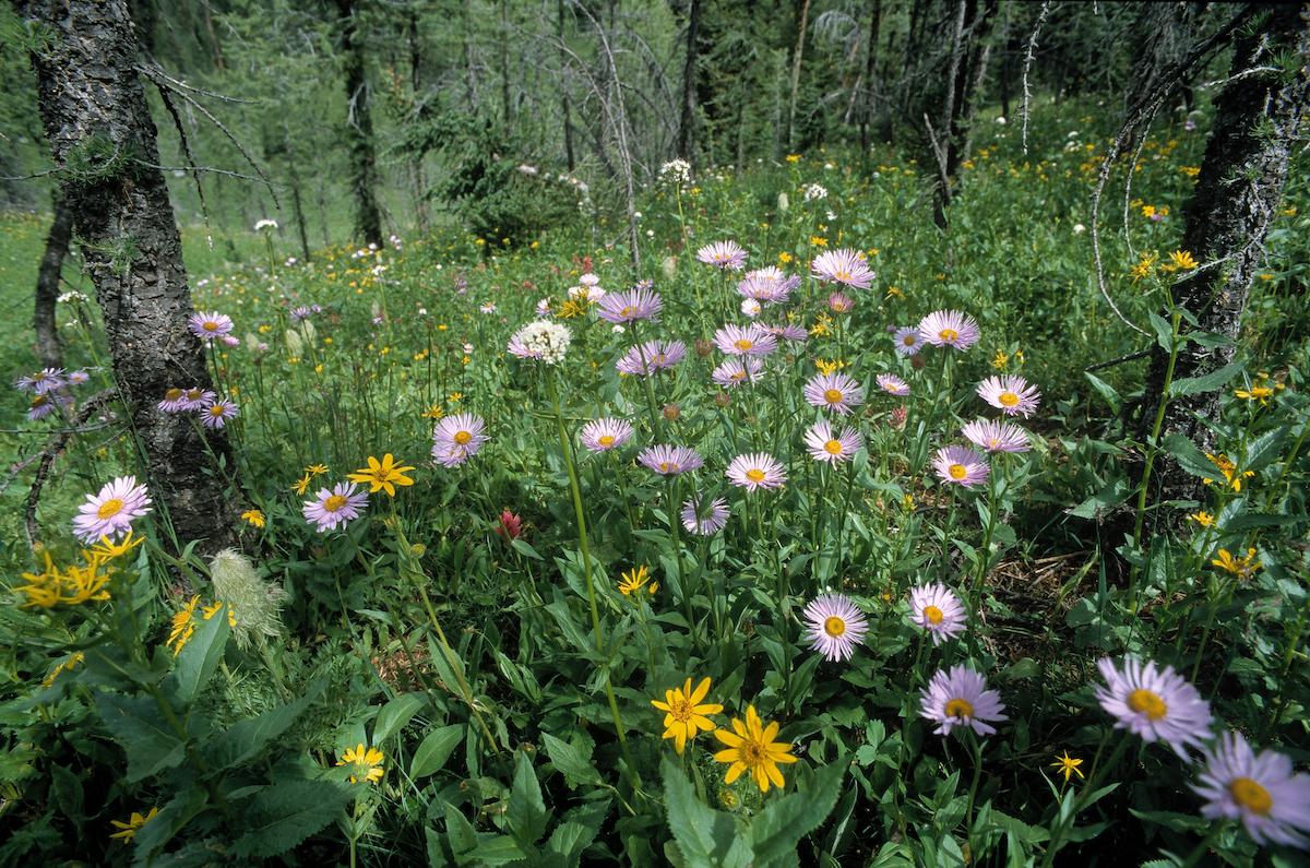Wildflowers in Banff National Park.