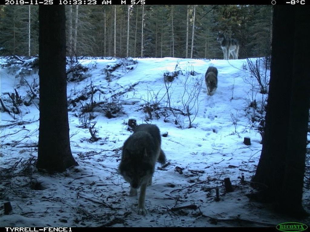 Wolves use the egress route off the rail line.