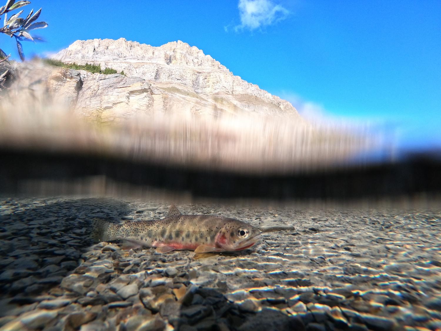 A westslope cutthroat trout is shown under water in Banff National Park.