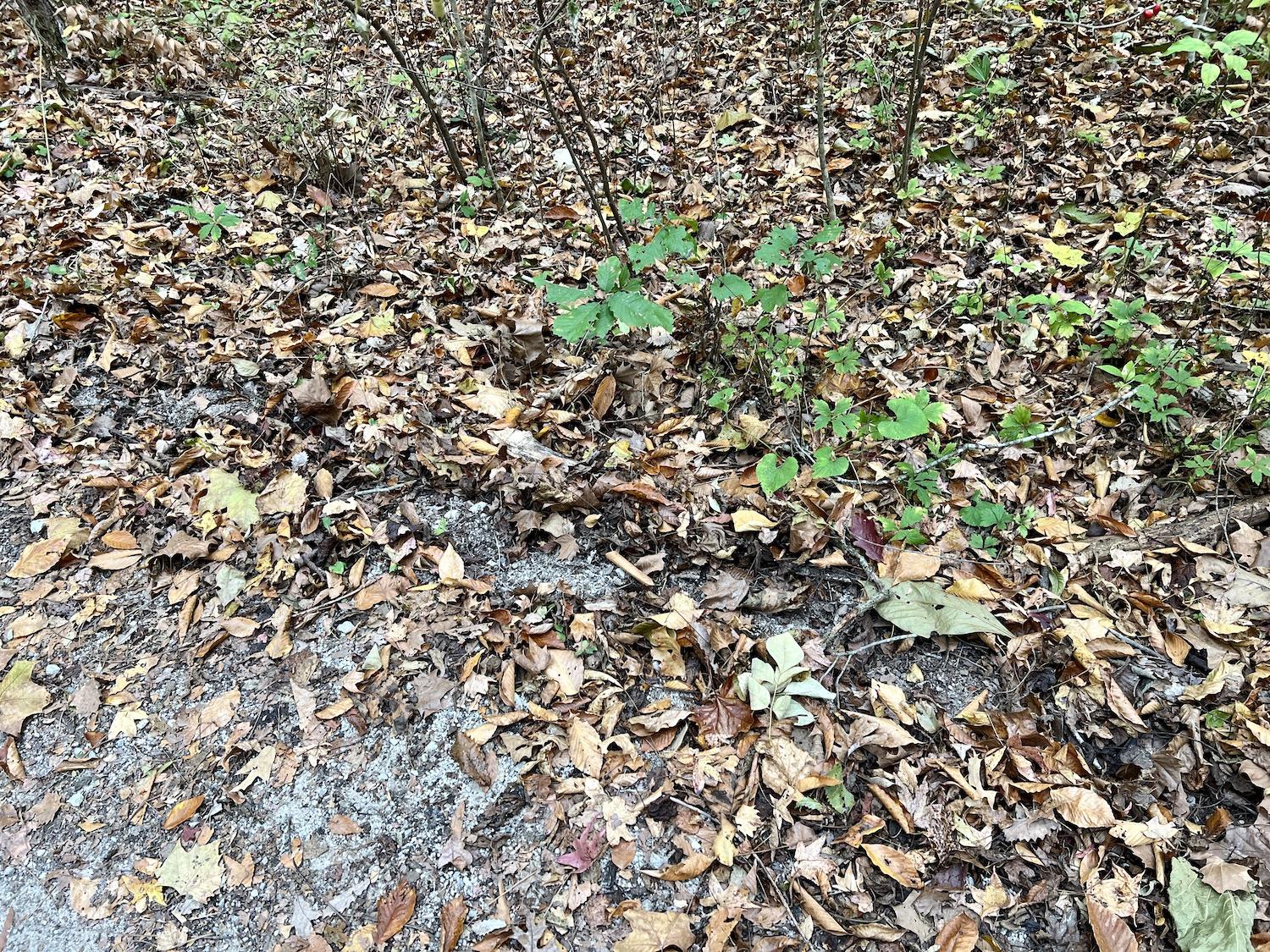 These grooves along the edge of Lost Valley Trail are likely evidence of feral hogs rooting through the decaying leaves for food.