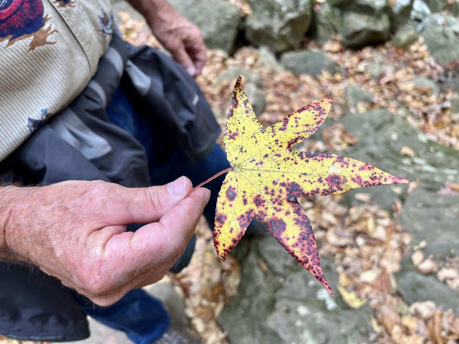 The colorful leaf of a sweetgum tree, found on Lost Valley Trail.