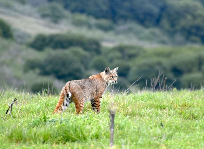 Bobcats still lurk the landscapes of Point Reyes National Seashore and Golden Gate National Recreation Area/Western Watersheds Project