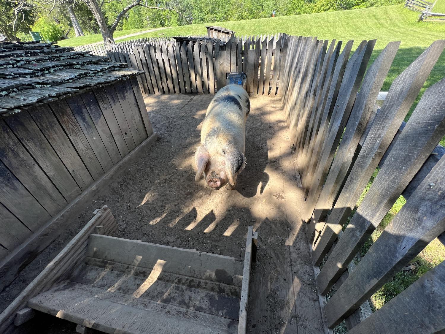 One of the two pigs that lives at Booker T. Washington National Monument, a former tobacco plantation that had 10 enslaved workers.