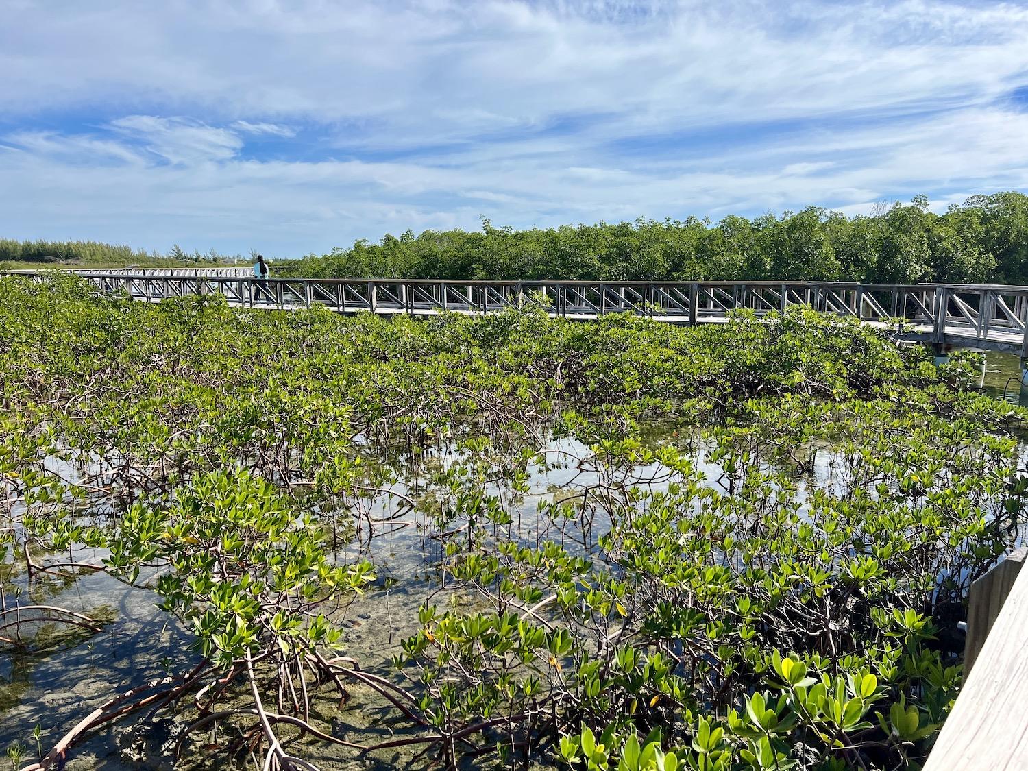 A short boardwalk lets visitors explore Bonefish Pond National Park's mangroves and tidal creek.
