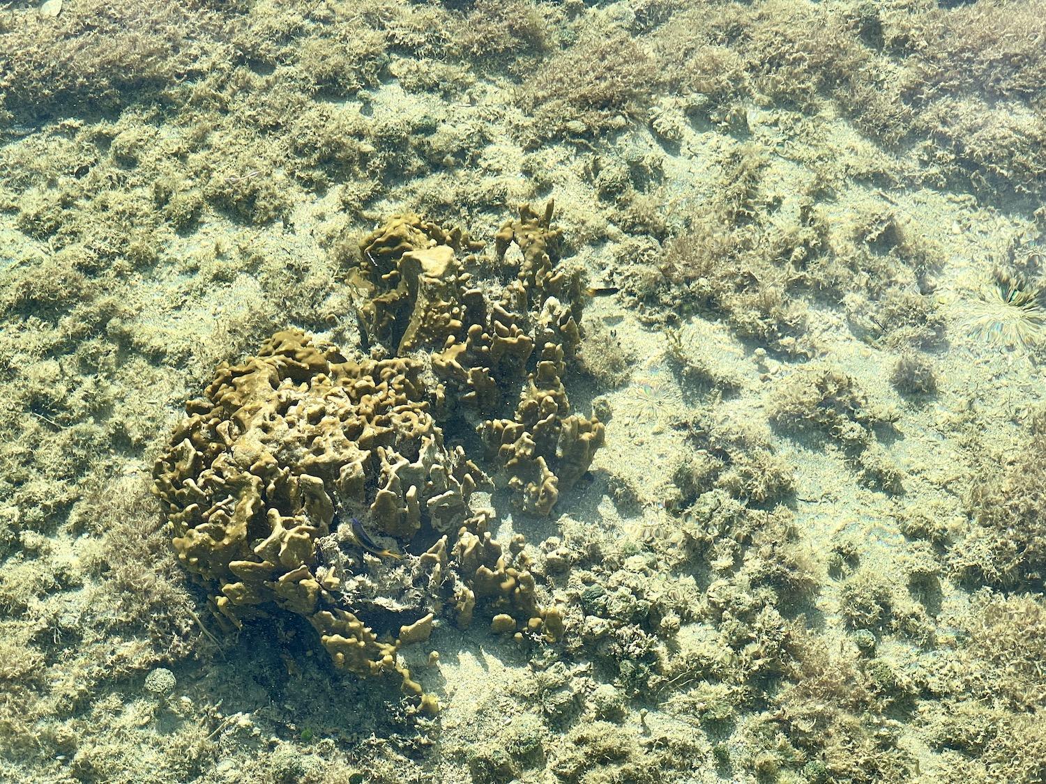 You can see lesser star coral in the clear, shallow water at Bonefish Pond National Park.