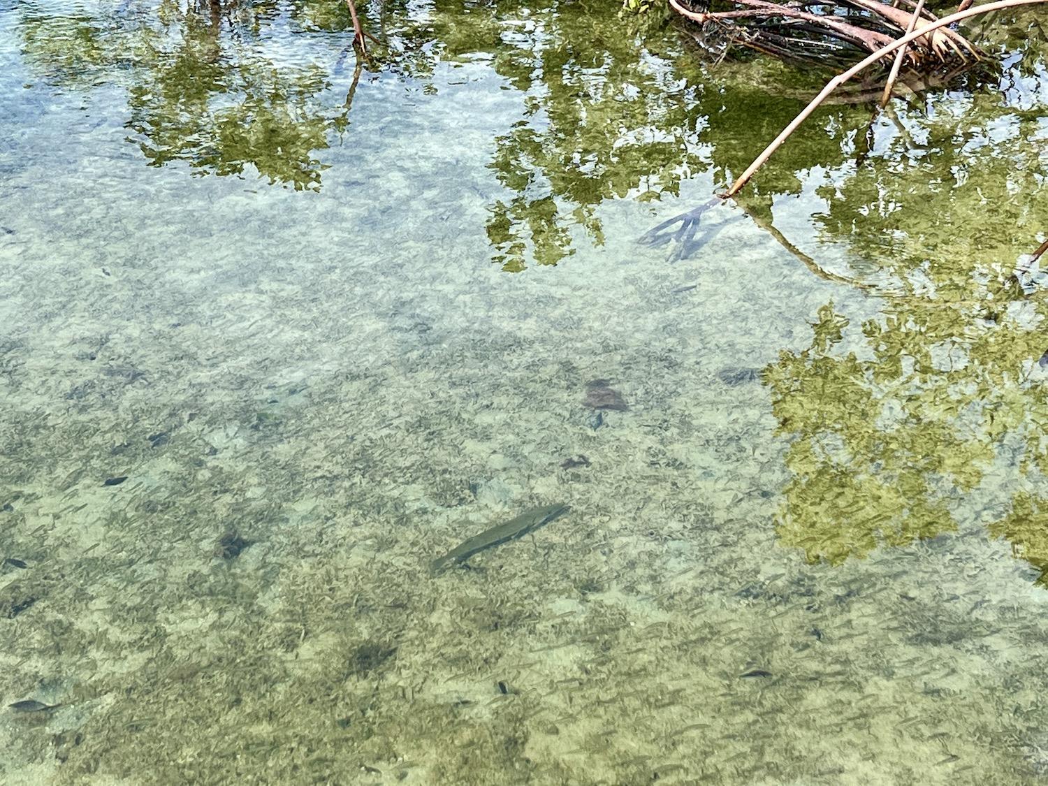 A young barracuda waits for prey in Bonefish Pond National Park.