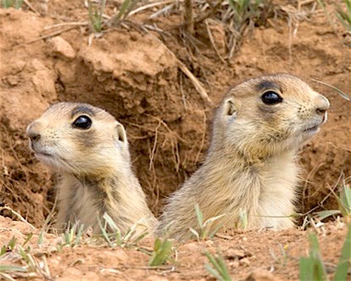 Utah prairie dogs at Bryce Canyon National Park/NPS, Kevin Doxstater