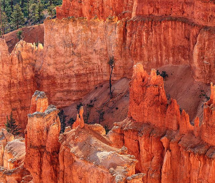 A solitary tree hanging in there amongst the giants, Bryce Canyon National Park / Rebecca Latson