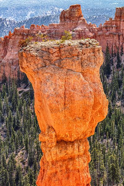 A precarious perch for some Ponderosa pines, Bryce Canyon National Park / Rebecca Latson