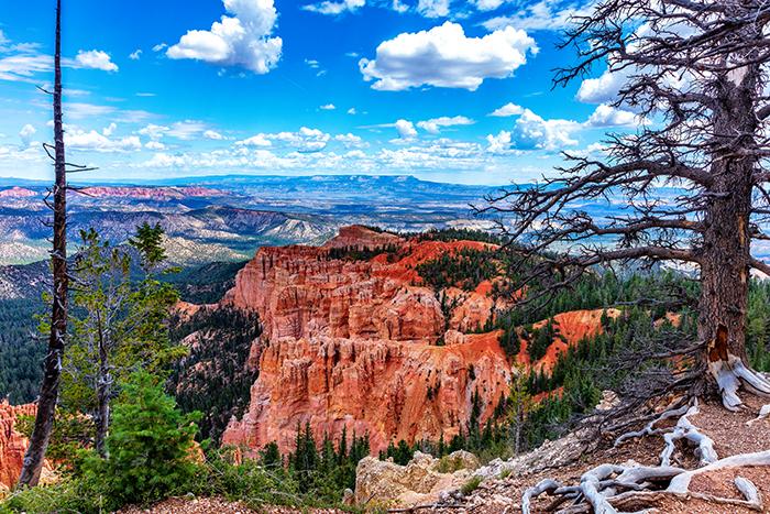 A Bristlecone Loop Trail vista at the Rainbow Point stop, Bryce Canyon National Park / Rebecca Latson
