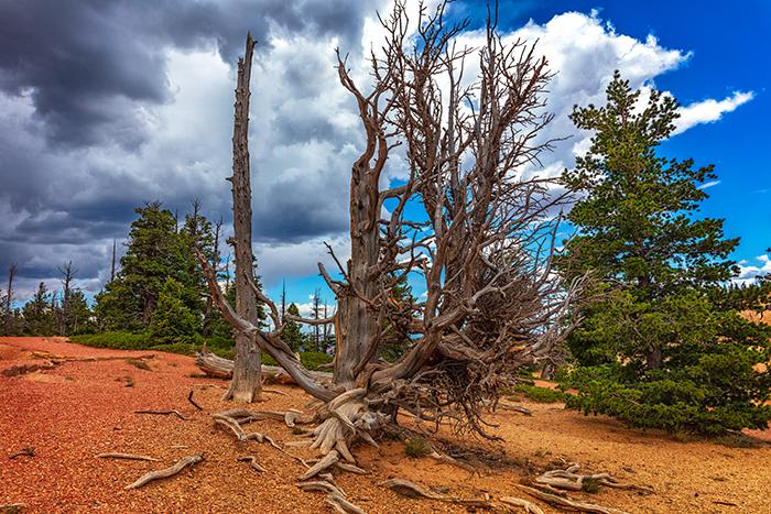 Bare and bristling, Bryce Canyon National Park / Rebecca Latson