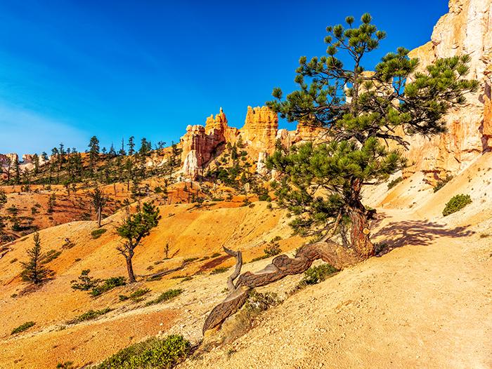 Twisted along the trail back up, Bryce Canyon National Park / Rebecca Latson