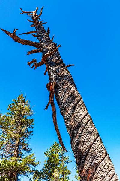 Twisted and charred by a lightning strike, Bryce Canyon National Park / Rebecca Latson