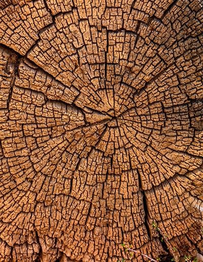 A wood maze, Bryce Canyon National Park / Rebecca Latson
