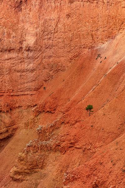 One tenacious little tree, Bryce Canyon National Park / Rebecca Latson