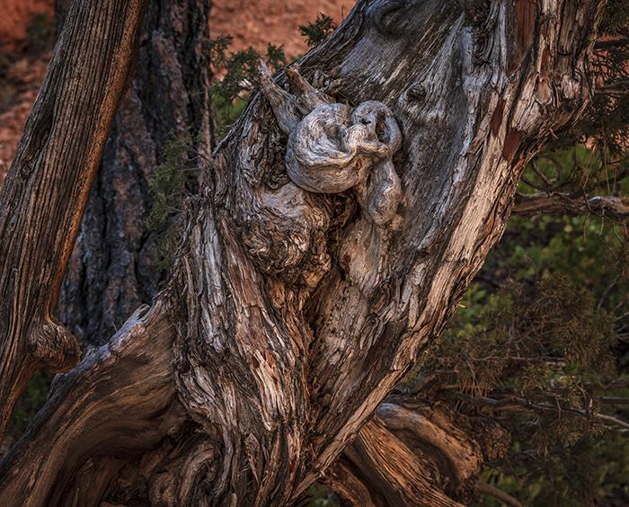 A natural wood sculpture, Bryce Canyon National Park / Rebecca Latson
