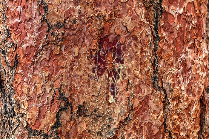 Tree bark artwork, Bryce Canyon National Park / Rebecca Latson