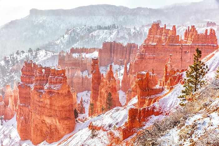 Snow day in the park, Bryce Canyon National Park / Rebecca Latson