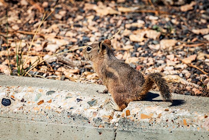 Hello, little squirrel, Bryce Canyon National Park / Rebecca Latson