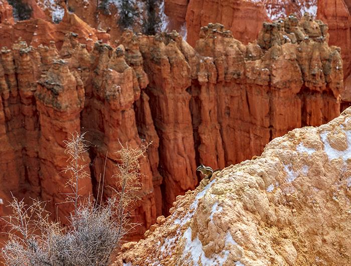 A tiny denizen at Paria View, Bryce Canyon National Park / Rebecca Latson