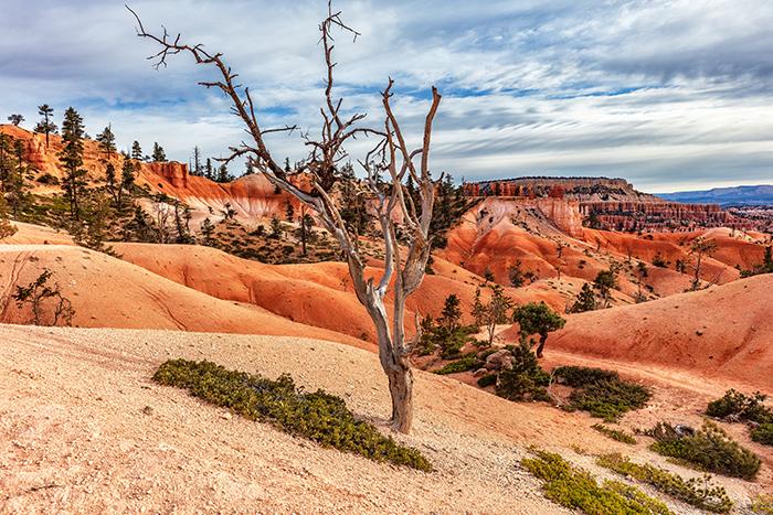 Scenery along the Queens Garden trail, Bryce Canyon National Park / Rebecca Latson