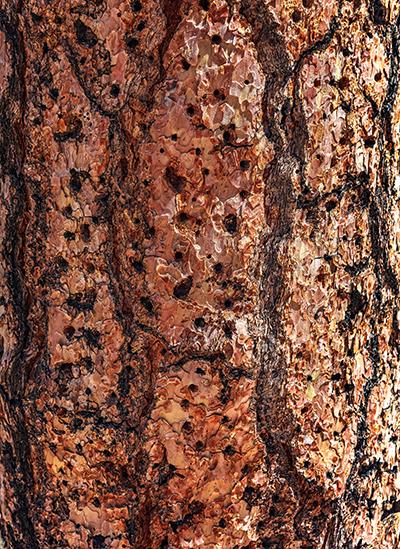 Tree bark texture and pattern, Bryce Canyon National Park / Rebecca Latson