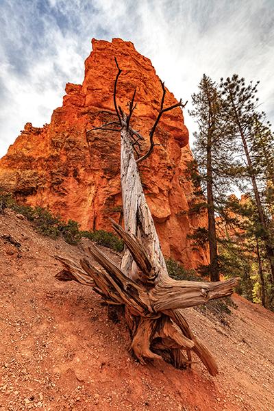 Timberrrrrrrr!  Bryce Canyon National Park / Rebecca Latson
