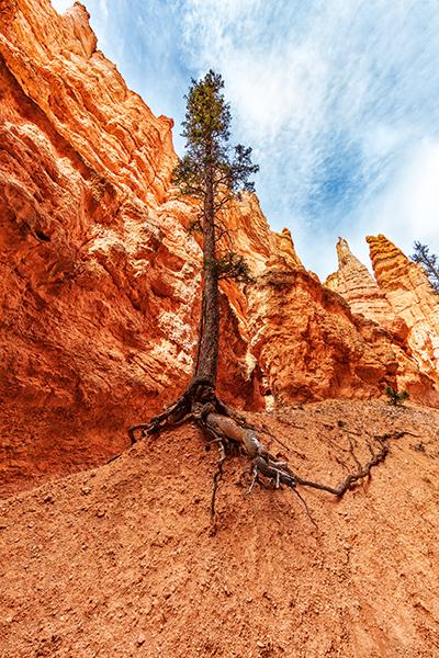 Holding onto the trail by the roots, Bryce Canyon National Park / Rebecca Latson