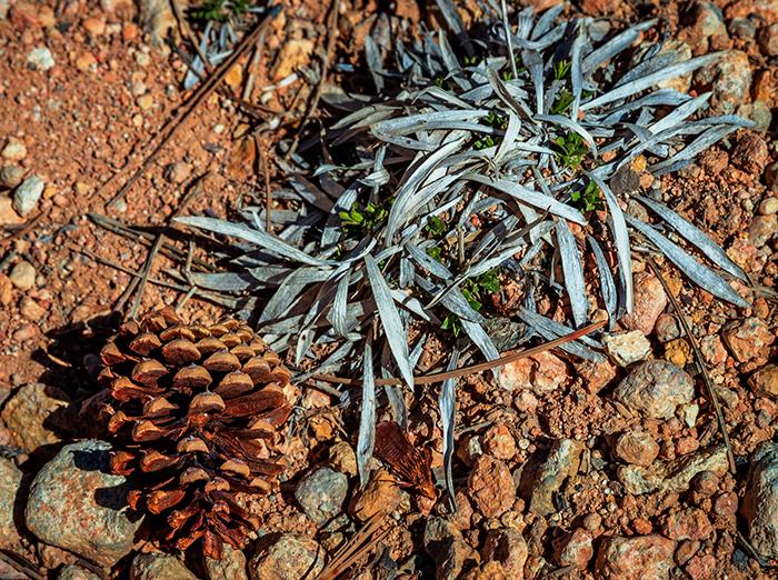 Pine cone and plant, Bryce Canyon National Park / Rebecca Latson
