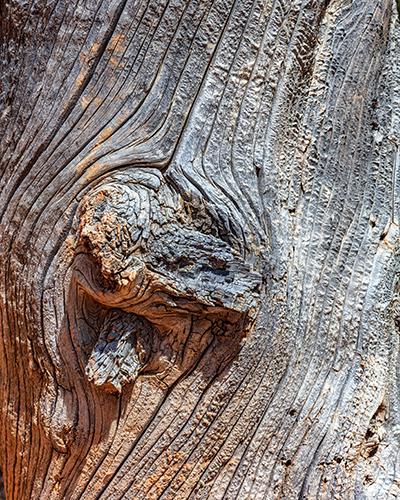 Another close-up of tree bark texture and pattern, Bryce Canyon National Park / Rebecca Latson