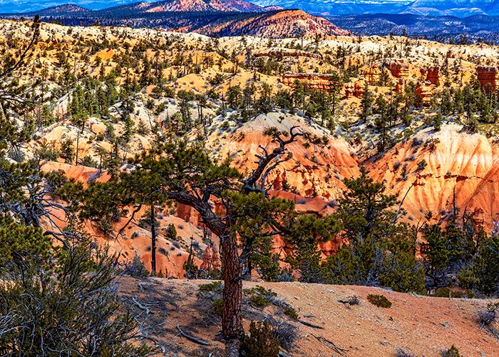 A view of the landscape along the Fairyland Canyon trail, Bryce Canyon National Park / Rebecca Latson