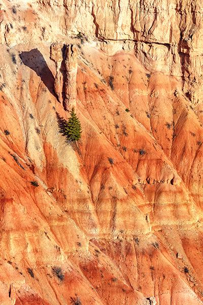 A tree and a hoodoo on the slope at Bryce Point, Bryce Canyon National Park / Rebecca Latson