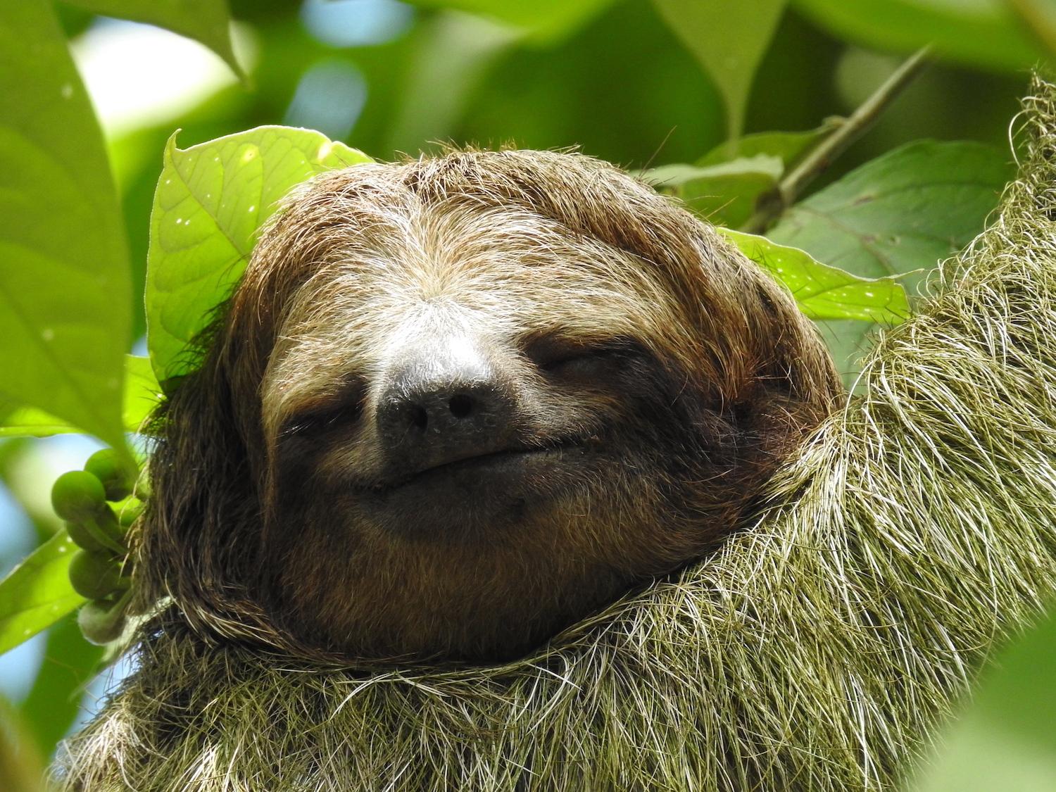 A brown-throated three-toed sloth at Pachira Lodge on the edge of Tortuguero National Park in Costa Rica.
