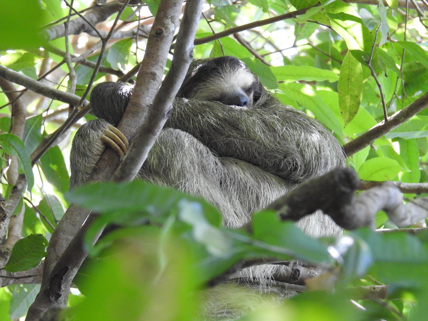 This sleepy three-toed sloth is showing off its limbs and curved claws.
