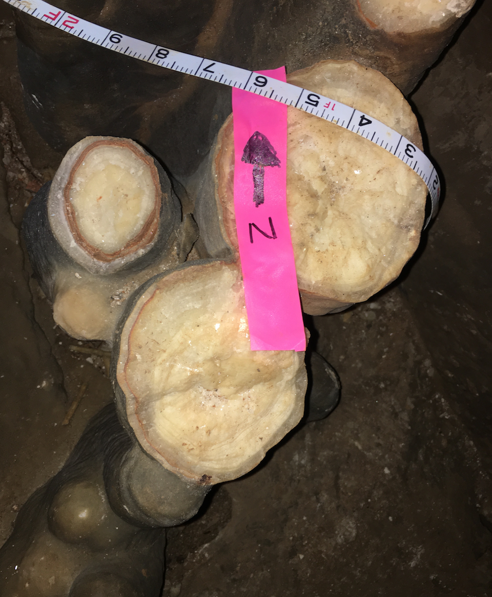 Bases of stalagmites that were broken off inside Fitton Cave at Buffalo National River/NPS