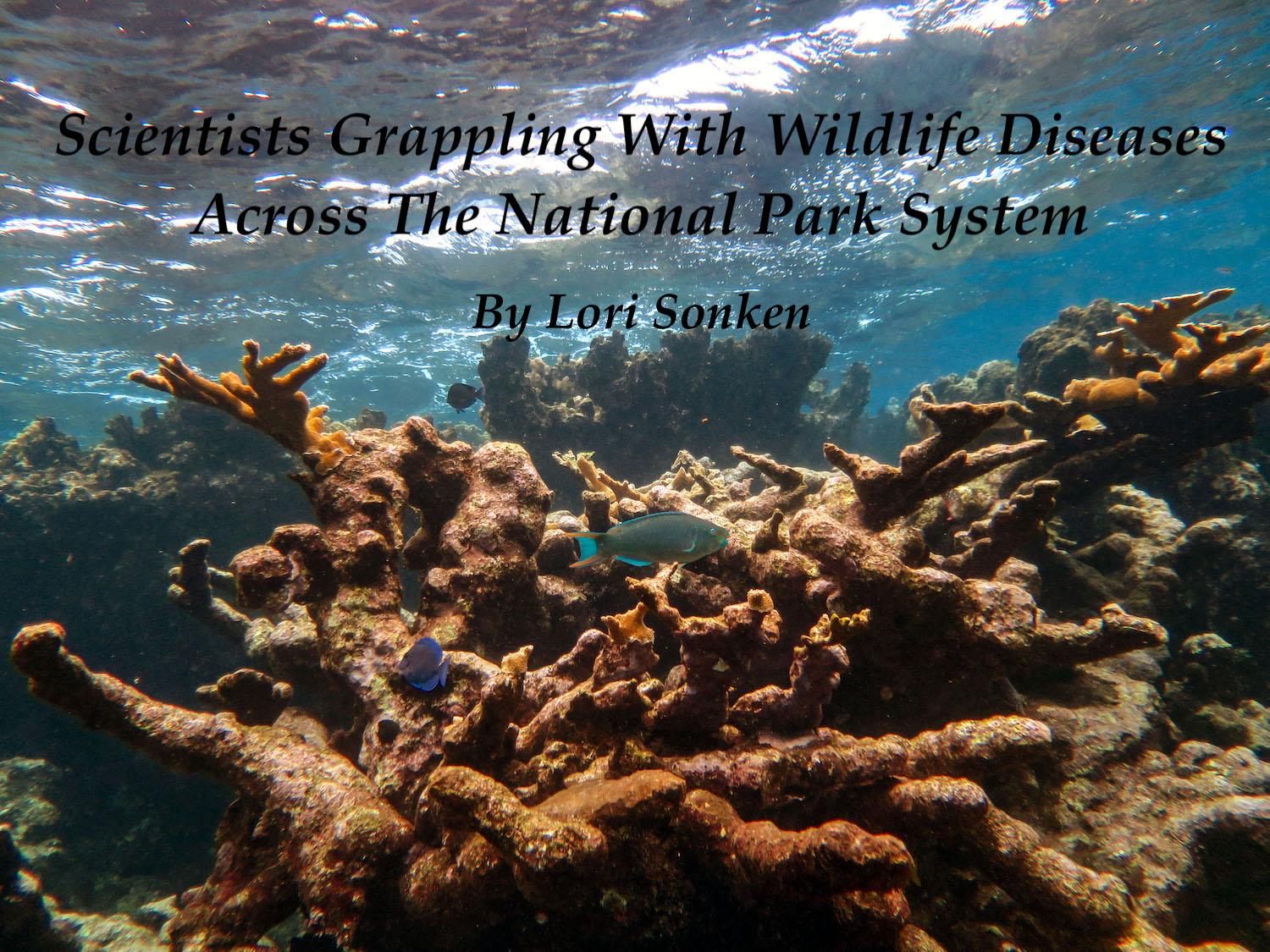 Degraded Elkhorn coral reef at Buck Island National Monument/USGS