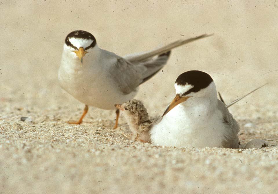 Least terns have returned to Buck Island Reef National Monument to nest/Craig O'Neal file