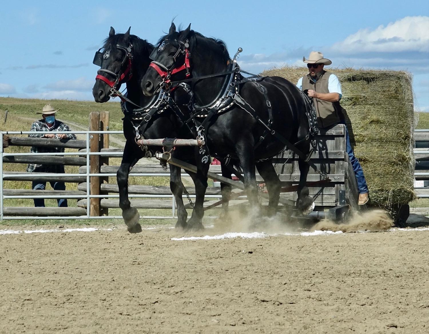 A team of Percherons pulls a hay bale during a chore horse competition at Bar U Ranch.