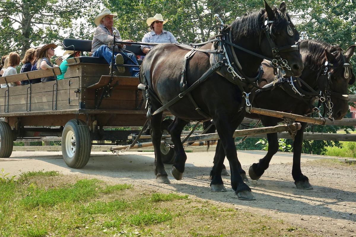 Bar U visitors experience Percheron-led wagon rides.