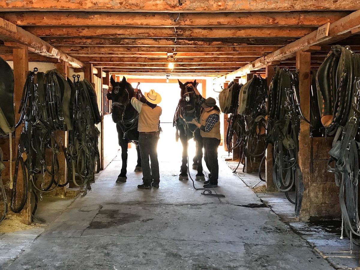 Putting tack on horses in the Workhorse Barn.