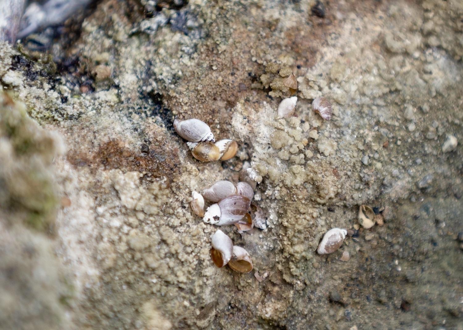 Endangered Banff Springs Snails are a small, globe-shaped aquatic snail with a shell length of up to 11 millimetres (0.4 inches) that coils to the left.