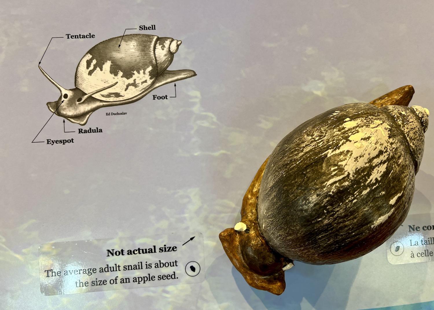 Intepretive displays at Cave and Basin National Historic Site showcase the endangered Banff Springs Snail.