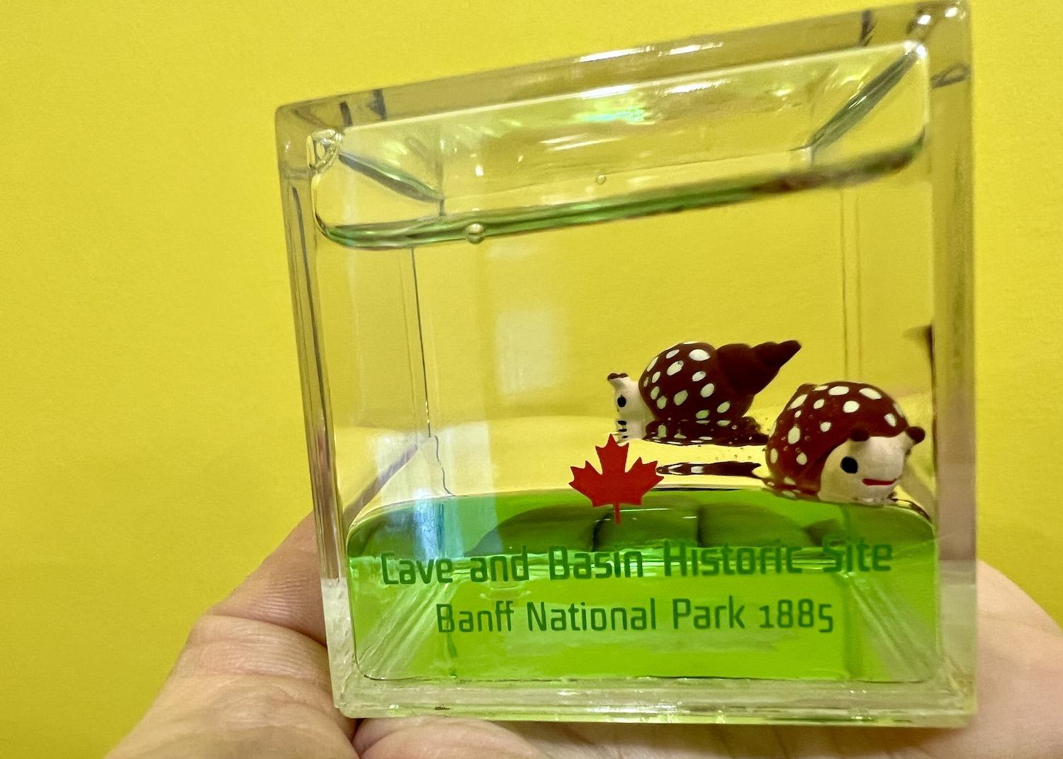 The gift shop at Cave and Basin National Historic Site sells this water globe with two endangered Banff Springs Snails.