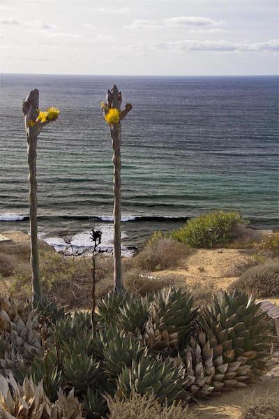 Cabrillo NM vegetation/George Oxford Miller