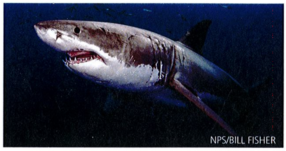 Great white shark/NPS Bill Fisher