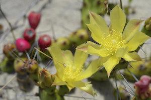 Dune prickly pear, Cape Hatteras National Seashore/NPS