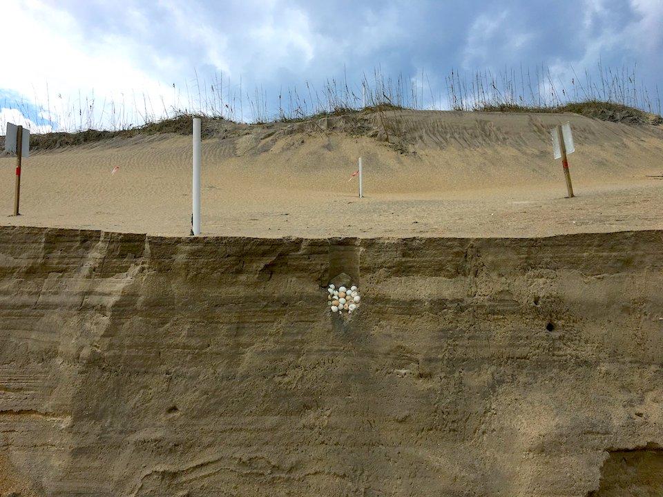 A 6' escarpment left by the storm reveals a cross section of a green sea turtle nest/NPS